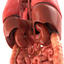 3d realistic human internal organs model