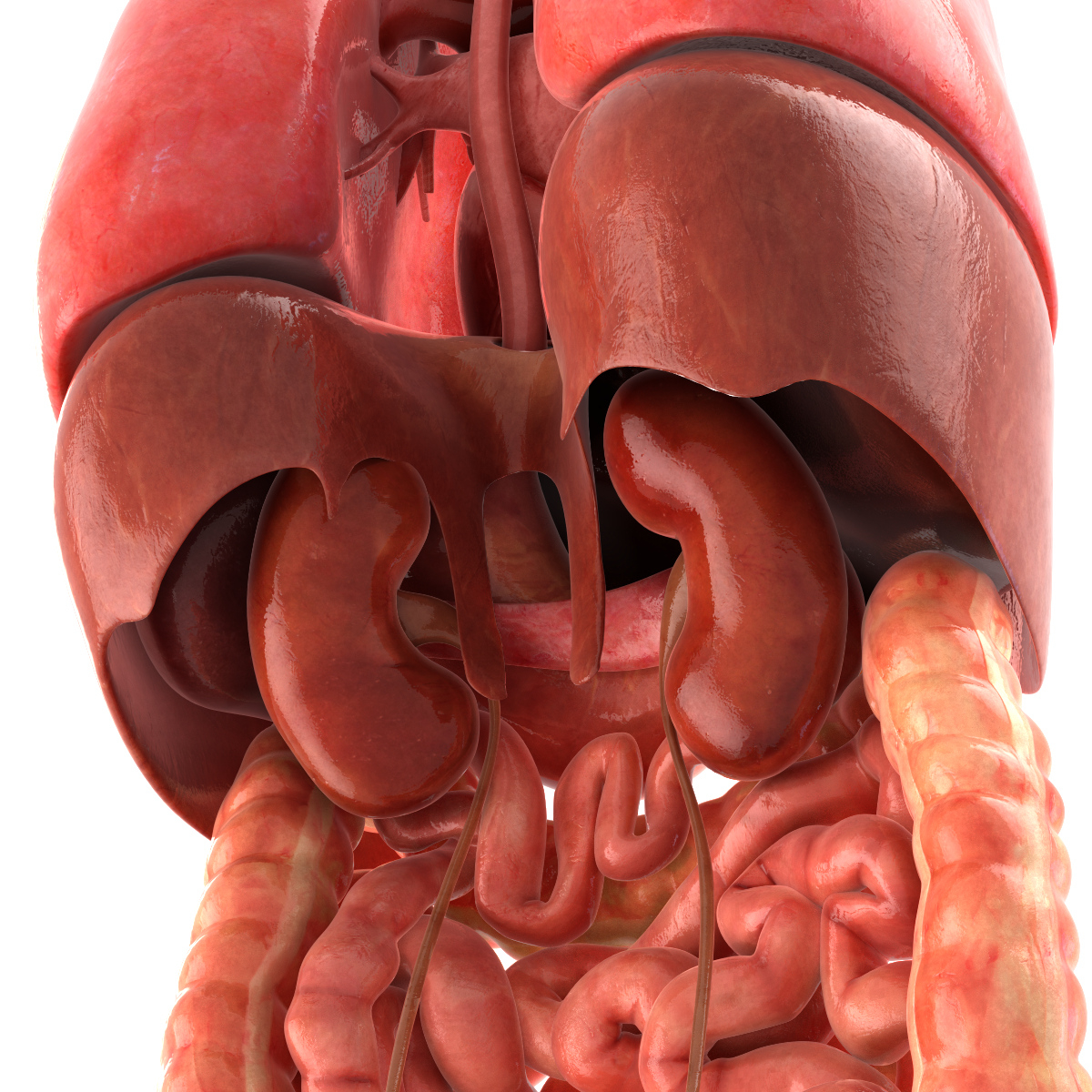 人体器官的位置图3d图图片