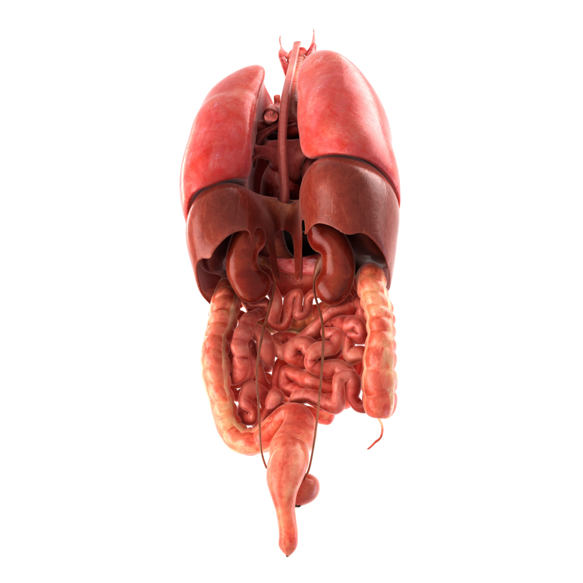 人体内脏 现实的vray材料和人体内部器官的场景3d模型