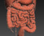 3d realistic human internal organs model