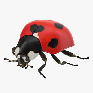 3d ladybug lady bug model
