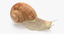 snail 02 max