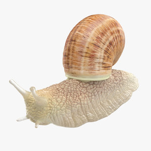 snail 03 max