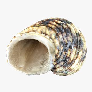 3d seashell sea shell