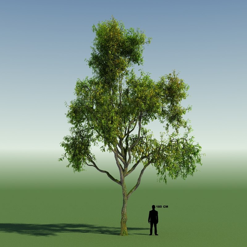 tree forest rainforest 3d model