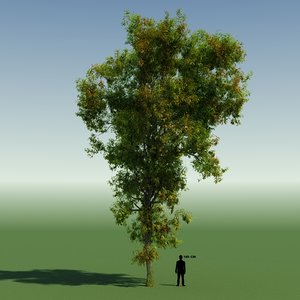 free tree forest rainforest 3d model