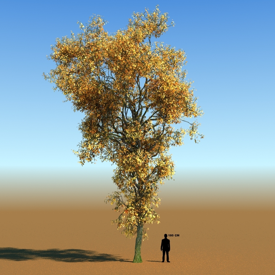 free tree forest rainforest 3d model