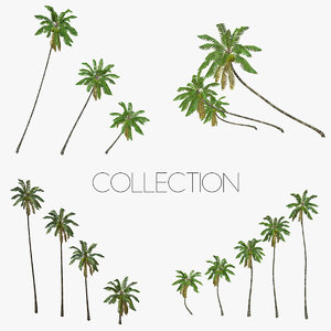 3d model coconut palm trees