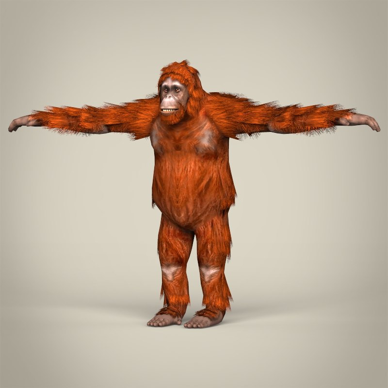 realistic orangutan 3d model