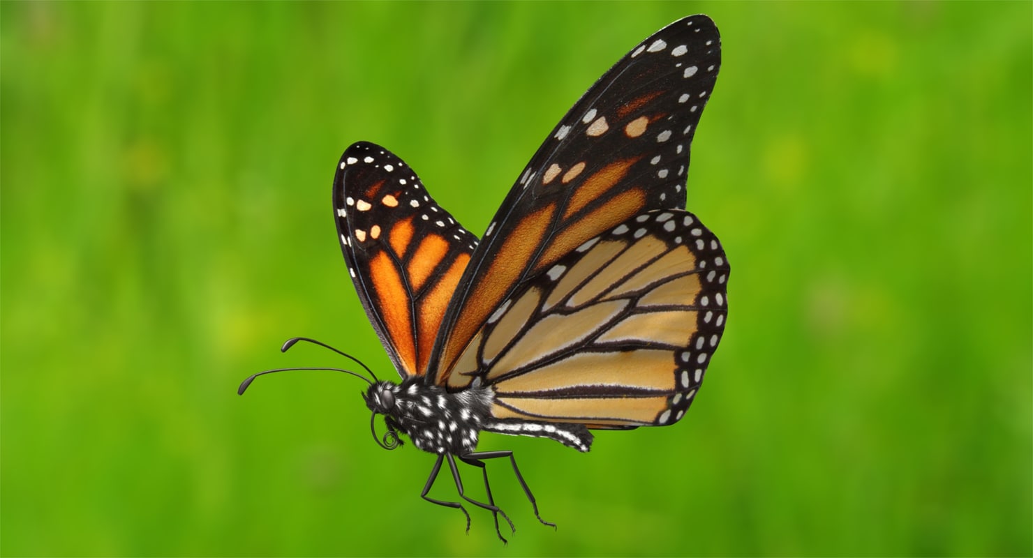 Danaus Plexippus Monarchfalter 3d Modell Turbosquid 993604