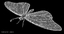 3d danaus plexippus monarch butterfly