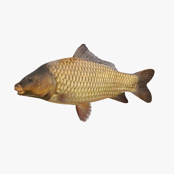 carp fish