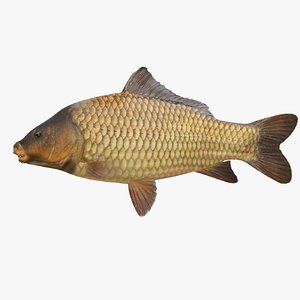 3d carp fish