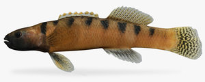 3d model etheostoma flabellare barred fantail