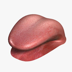 3d human tongue v2 0 model