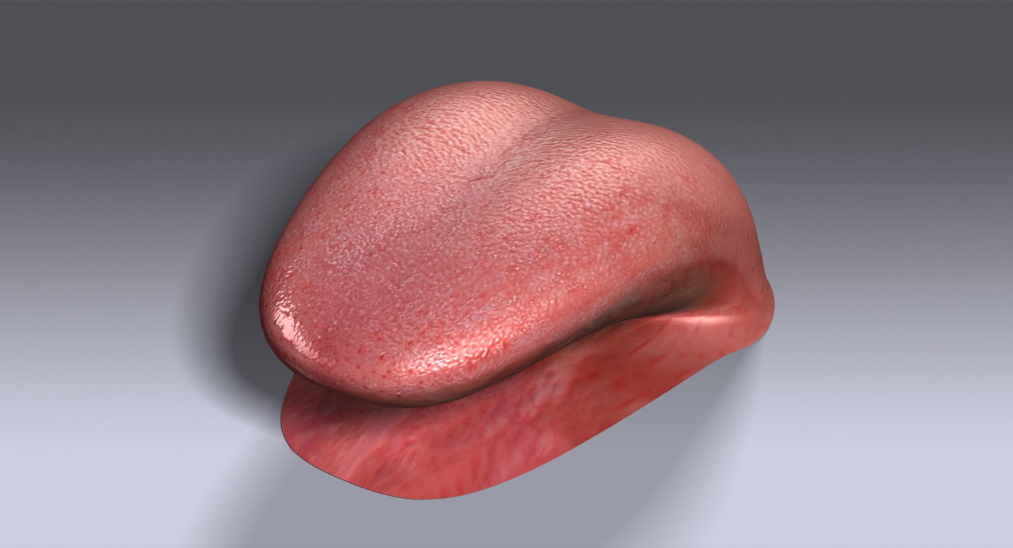 3d human tongue v2 0 model