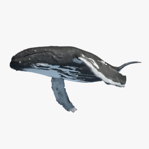 max baby humpback whale rigged