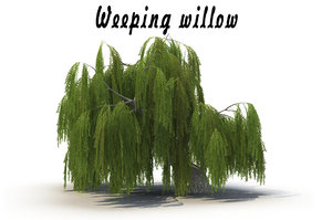 3d realistic weeping willow model