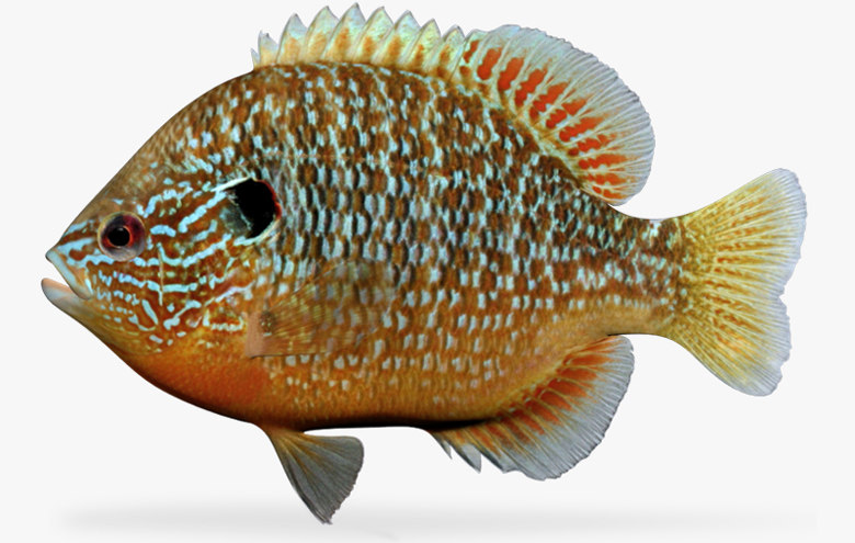 3d Lepomis Megalotis Longear Sunfish Model