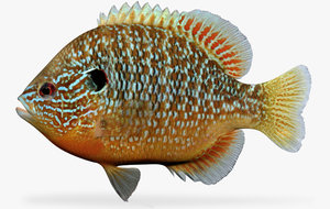 3d lepomis megalotis longear sunfish model