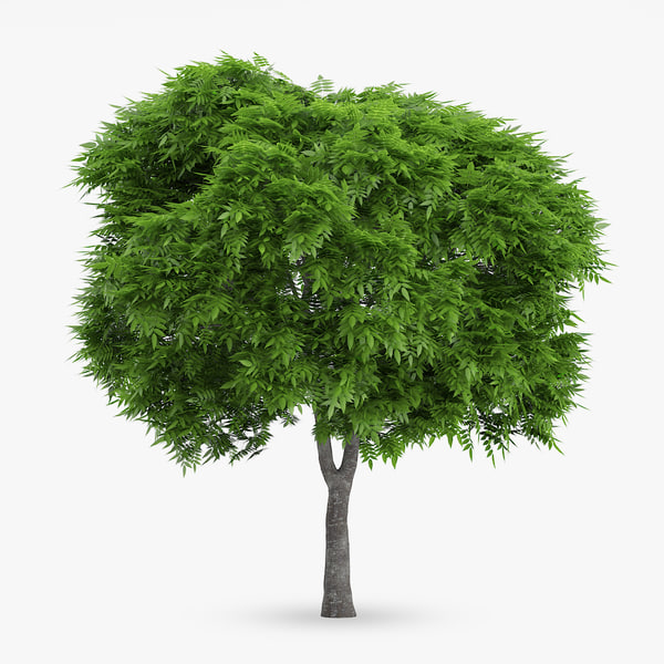 3d rowan tree 6 8m