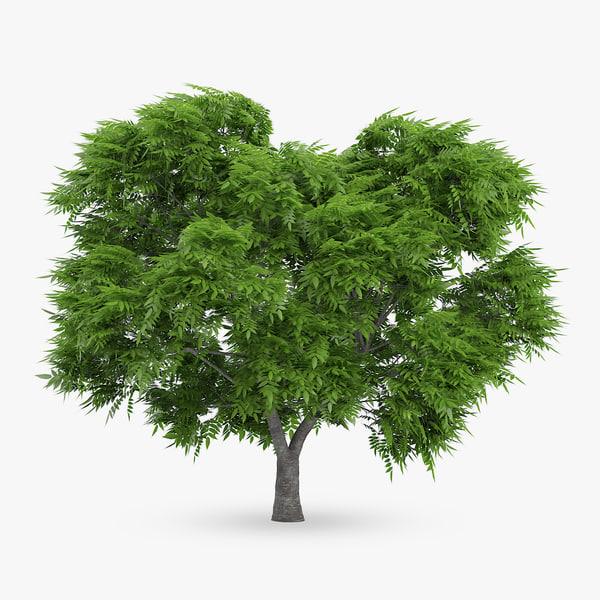 3d rowan tree 5 7m model