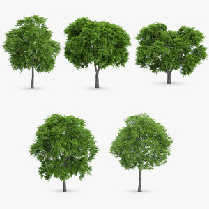 rowan trees 5 3d model