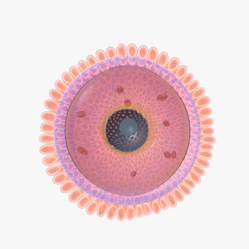 Human Egg Ovum 3d Obj