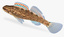 3d etheostoma swaini gulf darter model