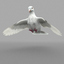 dove animation bird 3d model