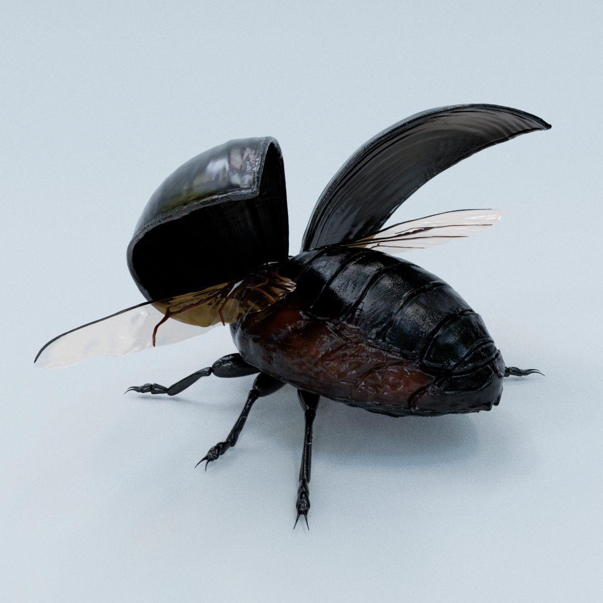 黑色的虫子像甲壳虫图片