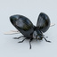 black beetle rigged ma