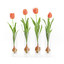 tulips glasses max