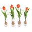 tulips glasses max