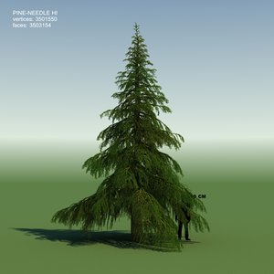 3d model conifer cedrus tree