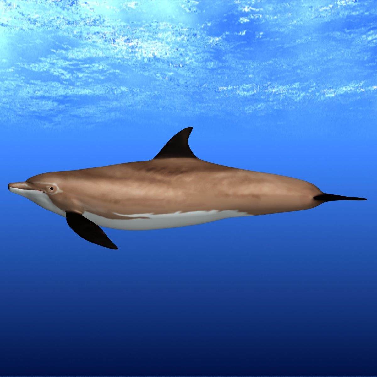 3d model bottlenose dolphine