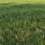 3d grass lawn