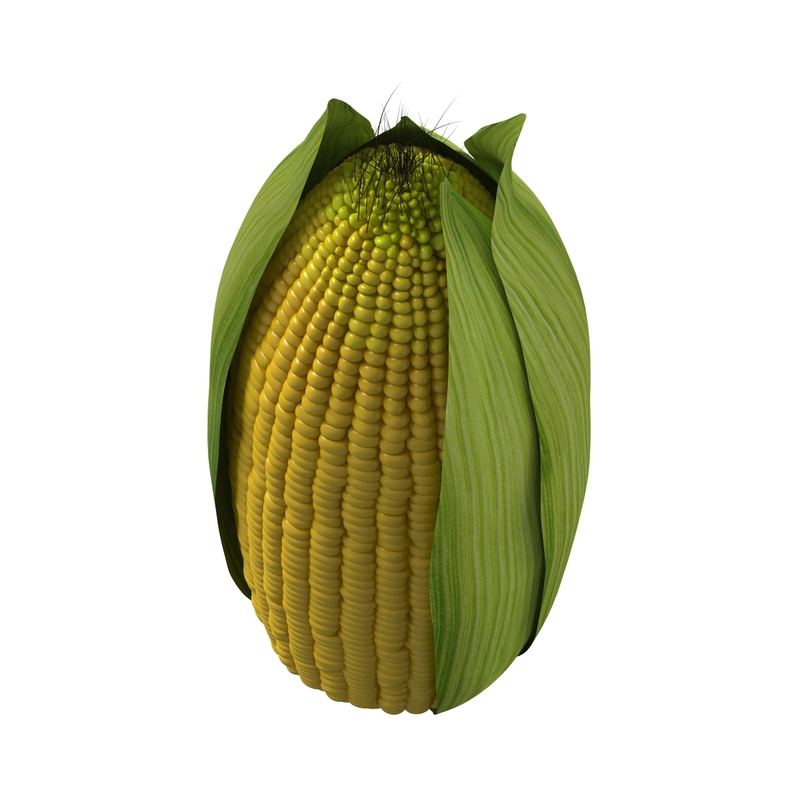 3d corn 2 model