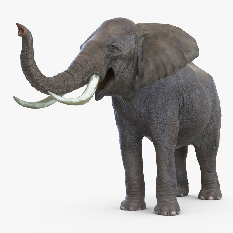 sketchup 3d elephant model 3d pose elephant 3