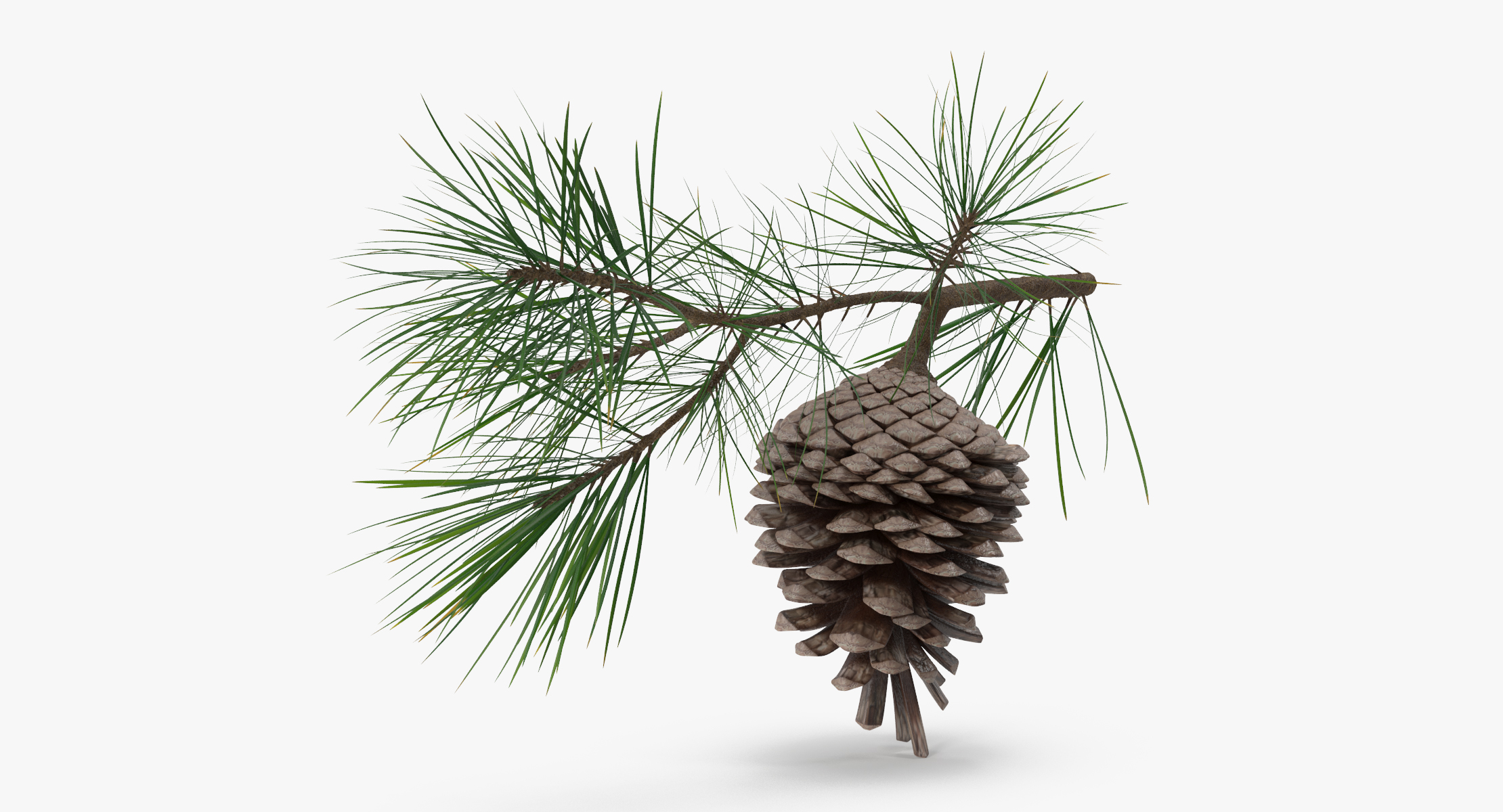 pine tree sprig 3d model