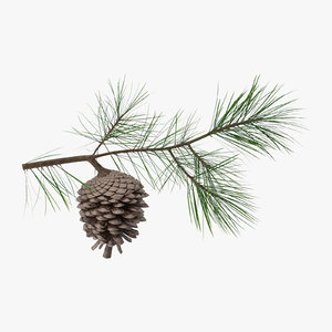 pine tree 01 3d model