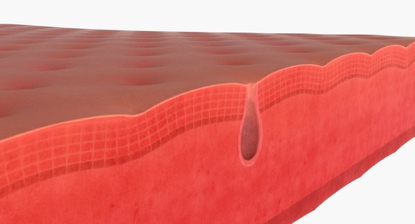 3d model skin pore