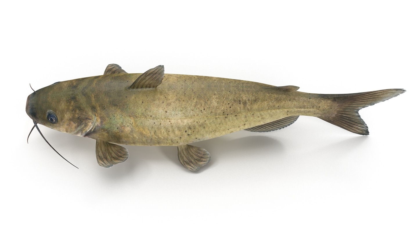 channel catfish 3d obj