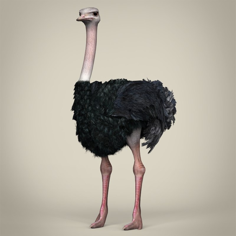 realistic ostrich 3d max