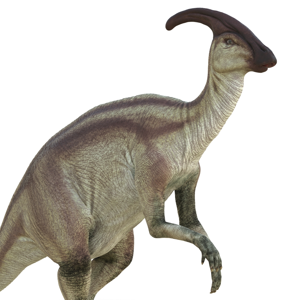 3d parasaurolophus pose 4