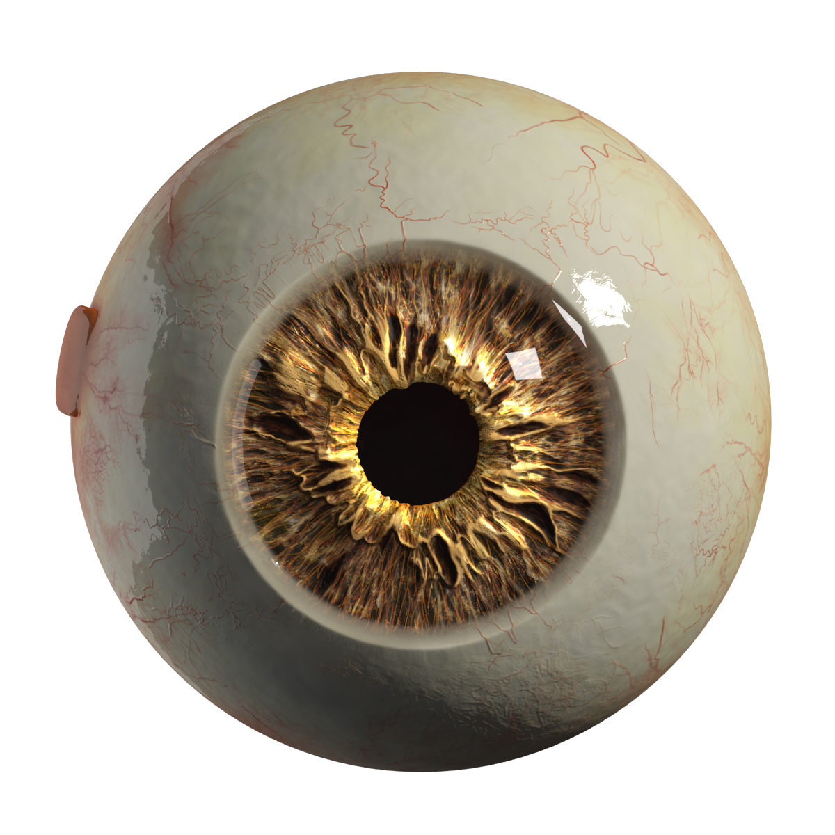 3d realistic eyeball eyes