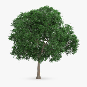 3d swedish whitebeam tree 10 model
