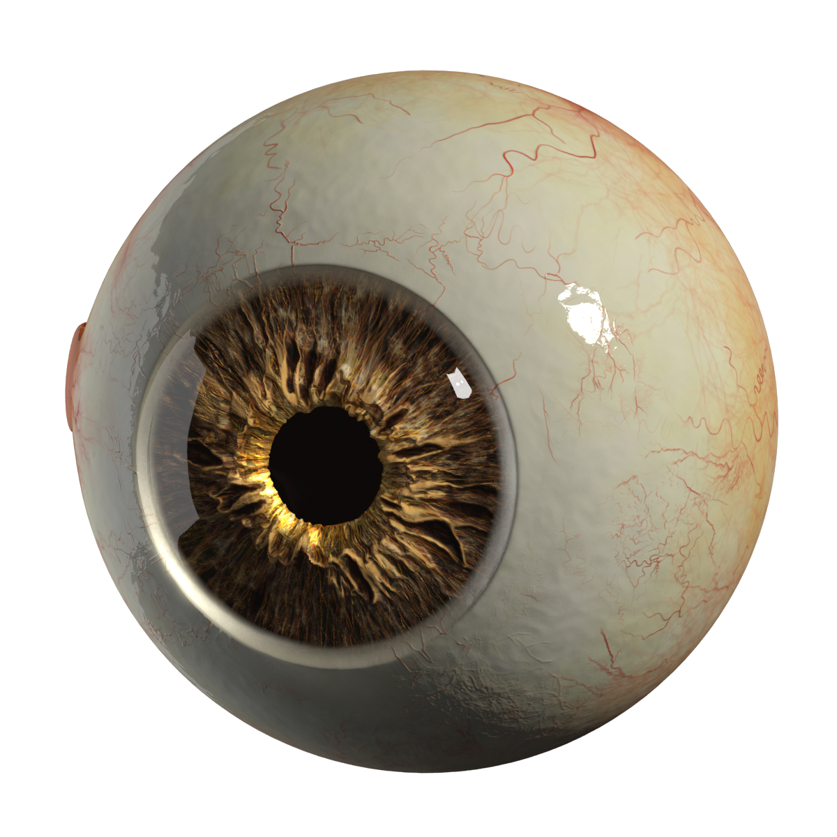 3d realistic eyeball eyes
