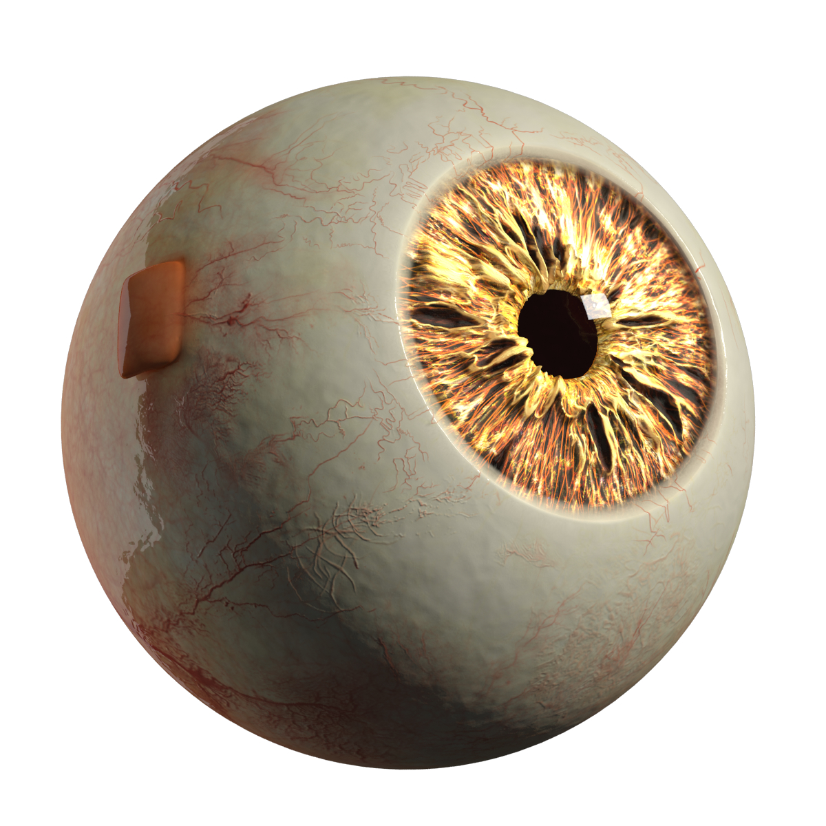 3d realistic eyeball eyes