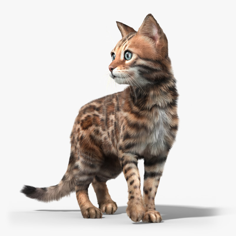 3d bengal cat 2 fur model